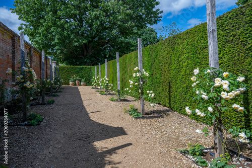 row of pretty yellow climbing roses in a garden