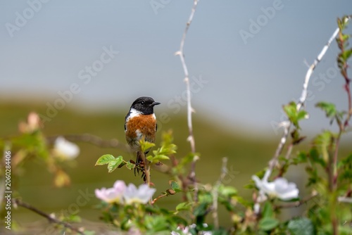 male Stonechat  saxicola rubicola perched on a dog rose bush