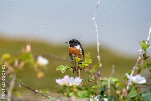 male Stonechat  saxicola rubicola perched on a dog rose bush