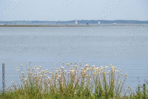 sea mayweed at Lymington and Keyhaven Marshes  Nature Reserve Hampshire England with the sea and The Isle of Wight blurred in the background