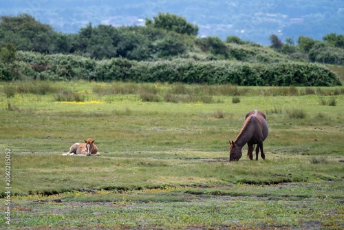 New Forest Pony with foal at Lymington and Keyhaven Marshes Nature Reserve Hampshire England