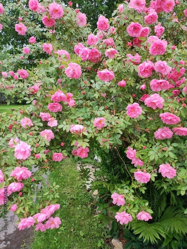 Fototapeta premium pink flowers in a garden