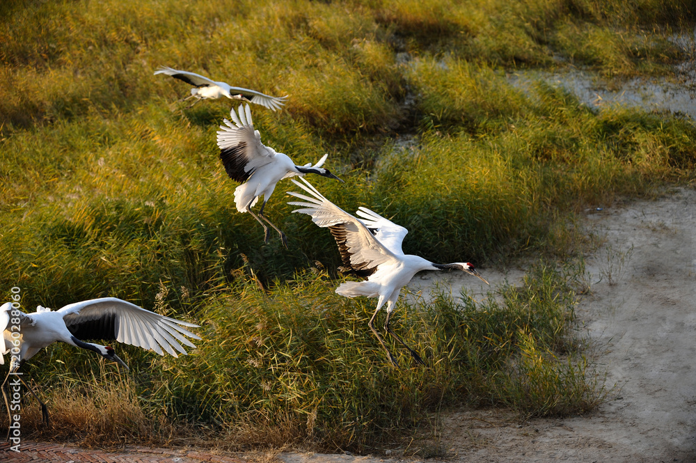 Obraz premium Red-crowned cranes flying over marshland wetland at golden hour