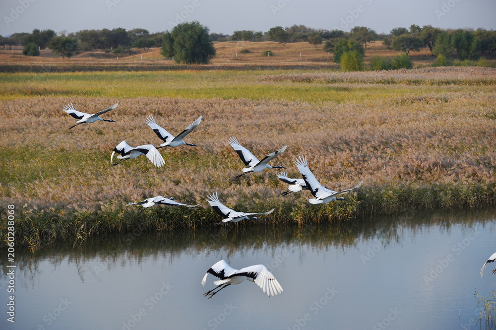 Obraz premium Red-Crowned Cranes Flying Over Reed Wetland