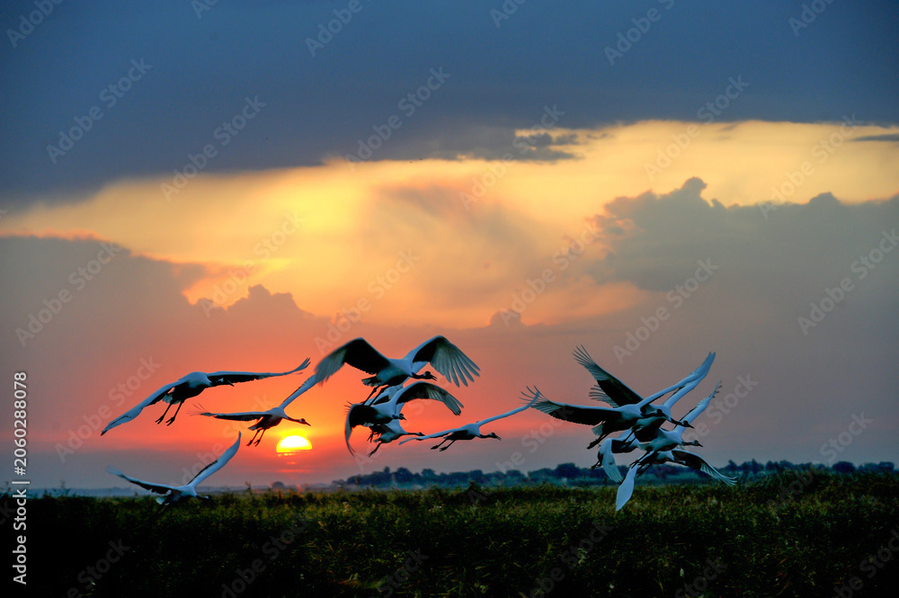 Obraz premium Cranes in Flight Over Wetland at Sunset