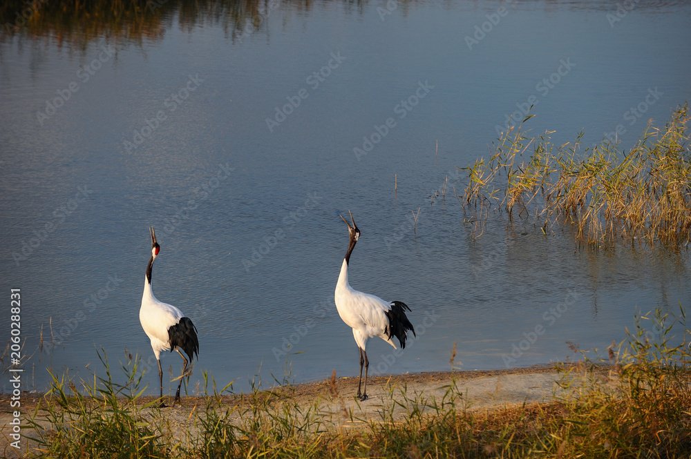 Obraz premium Pair of red crowned cranes calling by wetland shore