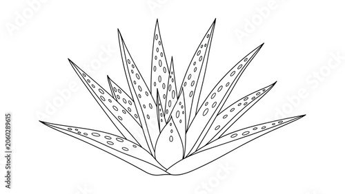 Aloe vera plant outline drawing featuring thick succulent leaves with spotted patterns for botanical and medicinal plant art.