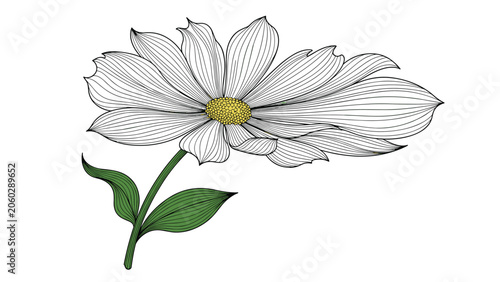 Detailed botanical illustration of a blooming flower with many thin petals and green leaves for nature and garden design projects.