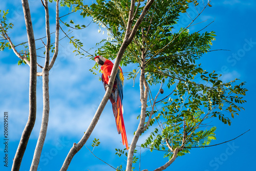 Scarlet Macaw Perched on a Tree Branch with blue sky background in Costa Rica