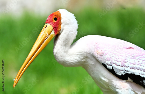 Fotografie Yellow-billed stork  large African stork