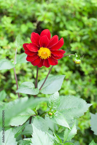 真紅の花びらに中心が黄色いダリア