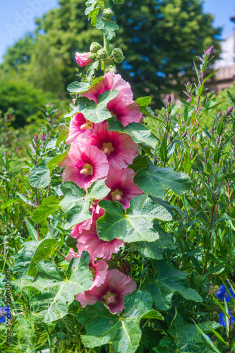 Tableau sur toile Pink Hollyhock (Alcea rosea)
