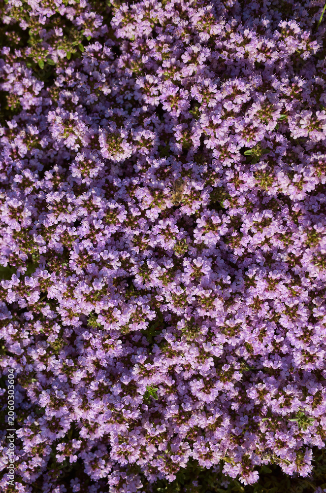 Fototapeta premium Blooming wildflowers create a vibrant purple carpet in a serene natural setting during a sunny midday in spring
