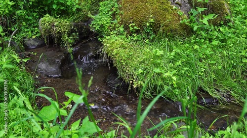 原生林のみずみずしい緑の草地を流れる美しい小川