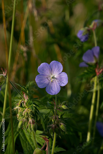 Purple Wildflower in Natural Green Meadow