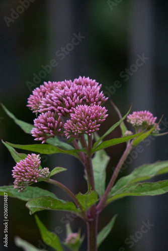 Pink Flower Buds in Natural Green Background