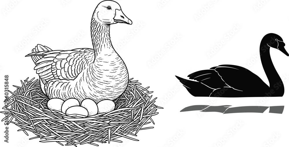 Fototapeta premium Detailed line art goose in nest with eggs and black swan swimming silhouette isolated on white background