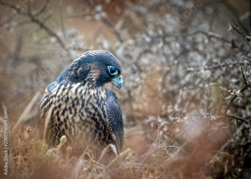 Cute juvenile peregrine falcon after just fledging and leaving nest taking in the world