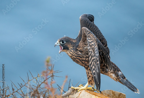 Just fledged juvenile peregrine falcon waiting to take first flight over pacific ocean