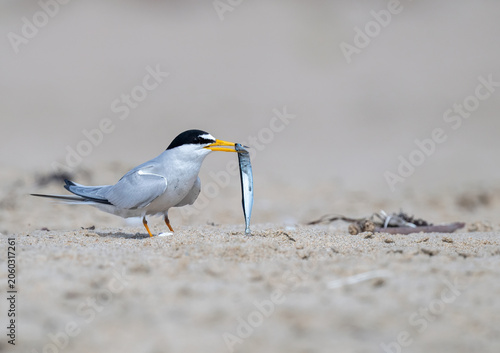 Least tern with fish looking for a mate on the beach in Orange county