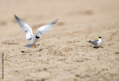 Least terns on the beach