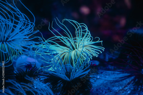 Foto Anémone tubulaire lumineuse sous éclairage UV en aquarium