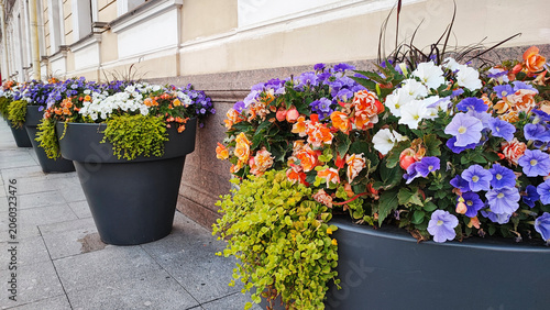 Fotografi Vibrant flower pots line the city street showcasing colorful blooms in springtim