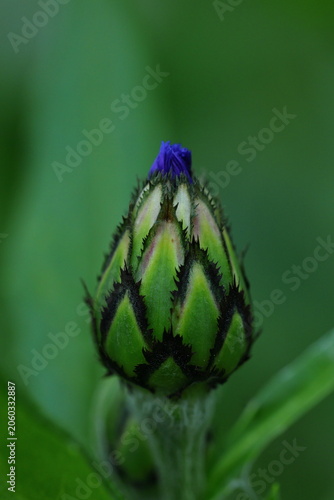 Fotografia Close-up macro photography of an unopened perennial cornflower bud showing green scales with dark edges and a hint of blue petals