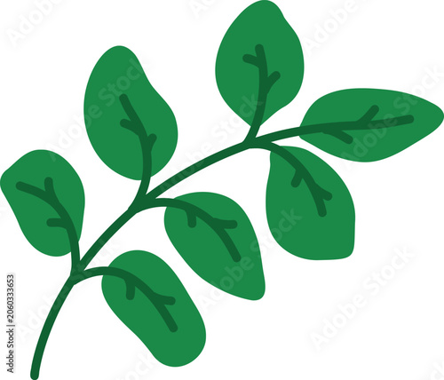 Basil Herb Branch Illustration Isolated