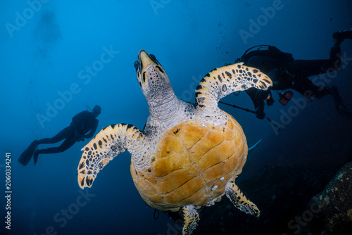 Obraz na plátne Sea turtle swimming through clear blue water while scuba divers observe in the background