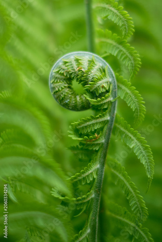 FERN IN A GARDEN, Close Up. SHALLOW DEPTH OF FIELD. Blurred optic effect