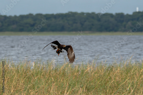 Snail Kite Flying in Wildlife Habitat with Captured Apple Snail, Florida