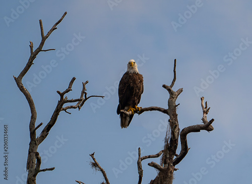 Adult Bald Eagle Perched on Dead Tree Branch Against Blue Sky, Florida