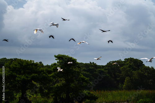 Photography Flock of Wading Birds Taking Flight Over Wetland Marsh with Lily Pads, Florida