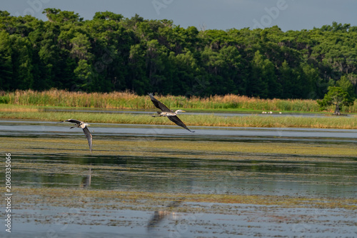 Tableau sur toile Great Blue Heron Gliding Low in Flight Over a Florida Wetland Marsh