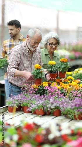 Elderly couple selects and purchases potted tagetes marigolds flowers at a flower supermarket. High quality 4k footage