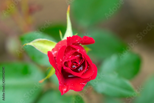 Close up of a red rose bud with dew drops