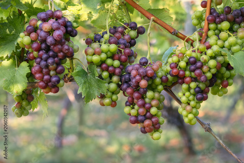 Variety of colors of ripening grapes on the vine (veraison)