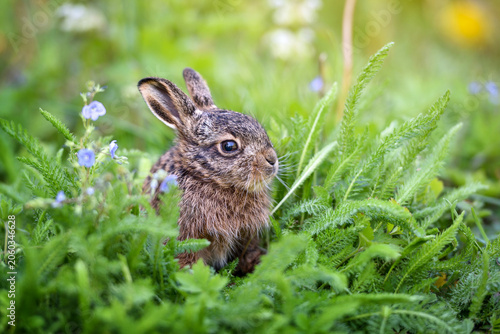 Cute young wild rabbit sitting in green meadow with wildflowers