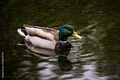 Canvas Print Male mallard duck swimming on calm pond with clear reflection in water
