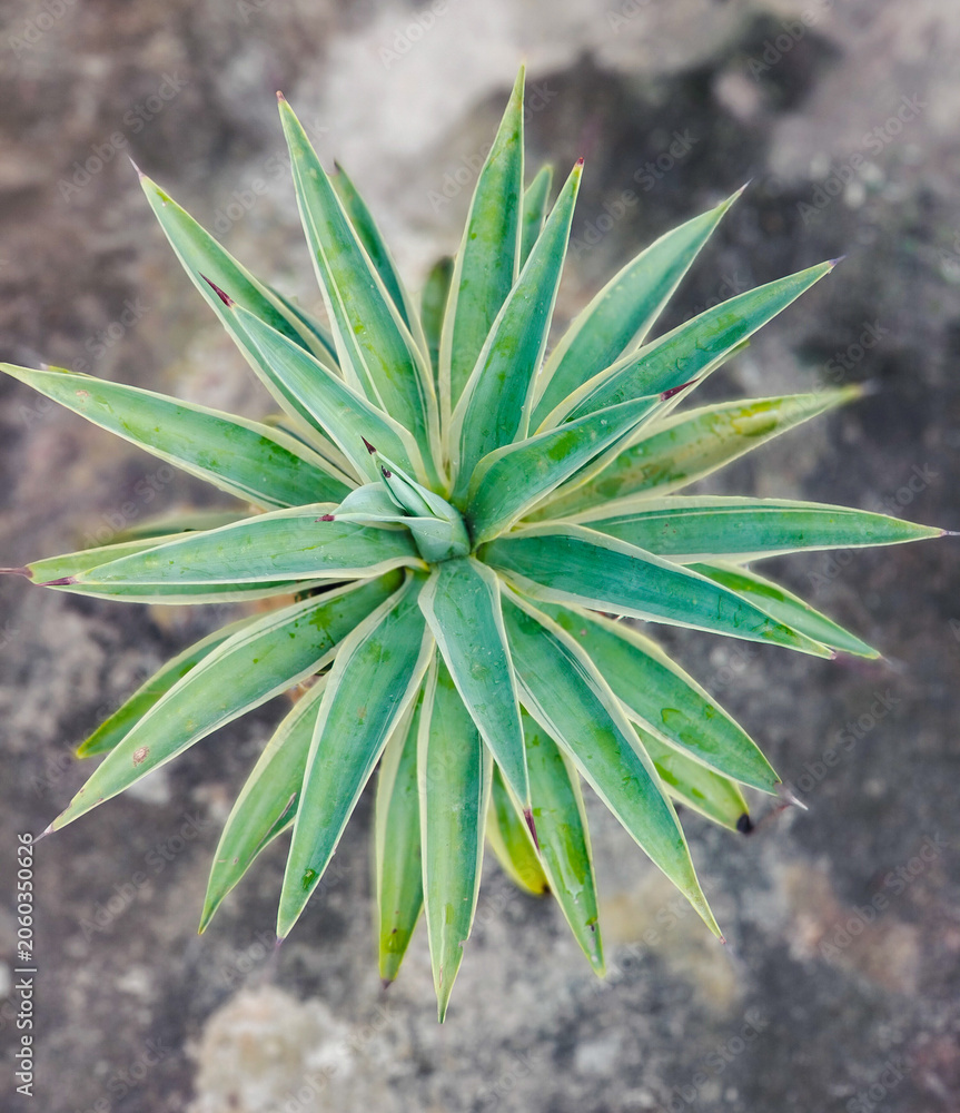 Fototapeta premium Top view of a vibrant variegated Agave plant, showing a perfect radial symmetry and sharp spiky leaves in a botanical garden