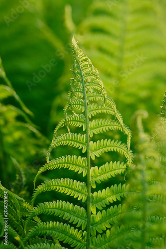 LEAVES FERN IN A GARDEN, Close Up. SHALLOW DEPTH OF FIELD.