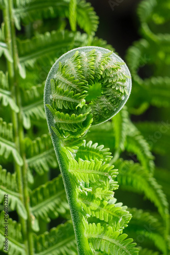 FERN IN A GARDEN, Close Up. SHALLOW DEPTH OF FIELD.