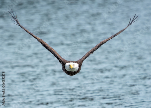 eagle in flight