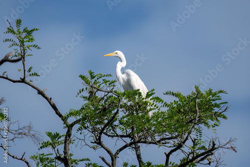 great white heron