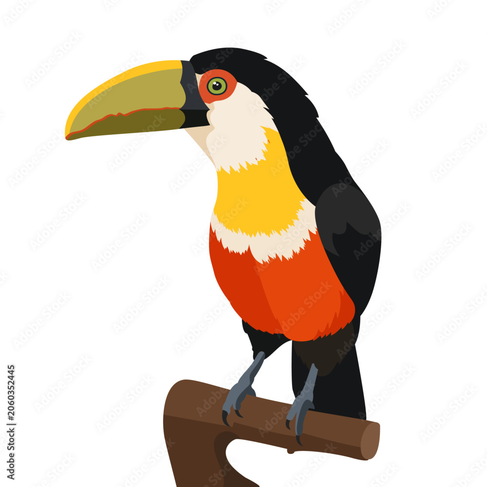 Fototapeta premium Vector toucan bird sitting on branch. Tropical exotic animal design element for summer travel banner, zoo poster, print