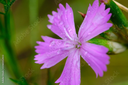 Extreme macro view tiny dew drops resting on textured petals bright purple blossom.