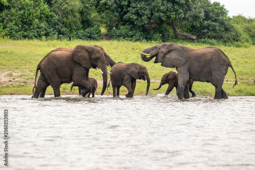 African elephants drinking from the Chobe River