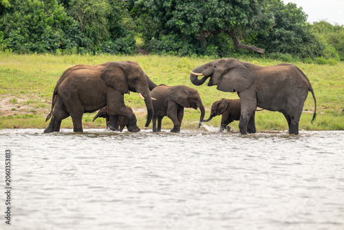 African elephants drinking from the Chobe River