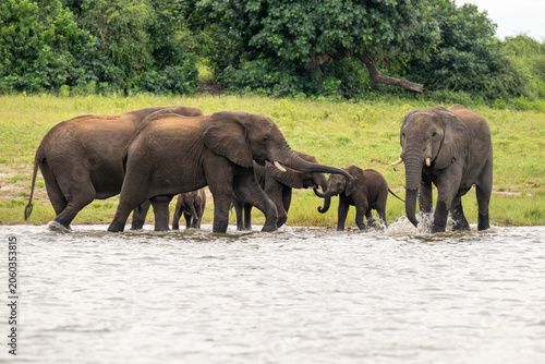 African elephants drinking from the Chobe River